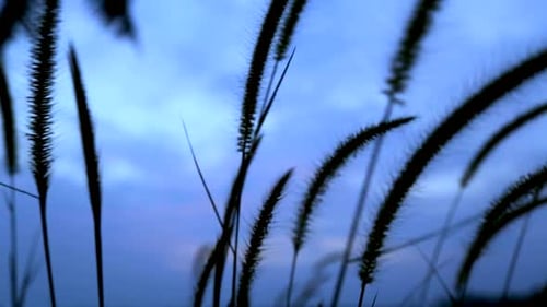 Grass swaying in the light breeze at sunset.