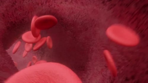 3D Animation of Red Blood Cells Flowing in Bloodstream