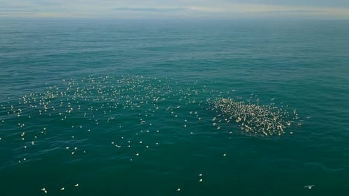 Aerial orbit of flock of white seagull birds on the blue ocean