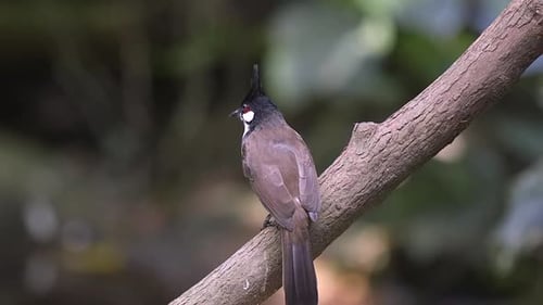 Ganzkörperaufnahme eines roten Schnurrbülbüls (Pycnonotus jocosus), der auf einem Baumstamm sitzt.
