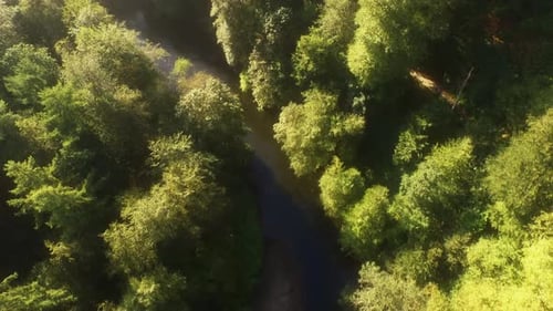 Top Down Drone Over Forest Stream