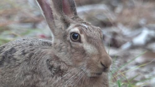 Cape Hare standing face