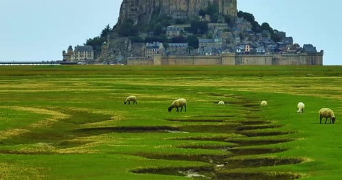 Aerial View of Mont Saint Michel A Large Flock of Sheep Grazing Against the Backdrop of Mont Saint