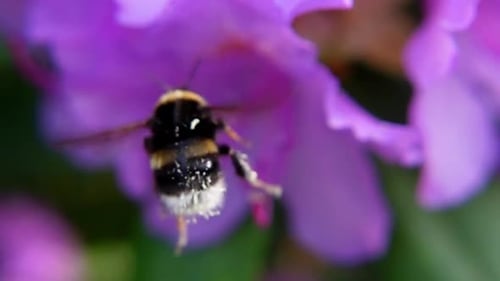 Bumblebee Pollinating Purple Flower in Close-Up Detail