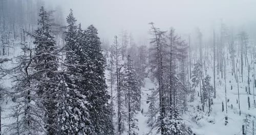 Aerial winter landscape with pine trees covered with snow in spruce forest in cold mountains with fo