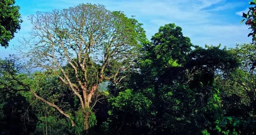 Aerial view of a large tree in the forest with a mountain in the background