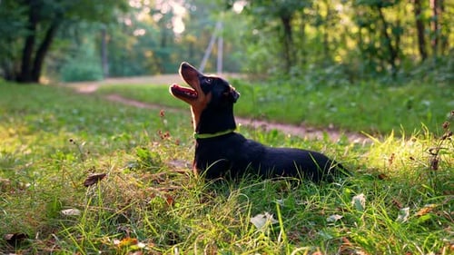 Dog lies down in field of green grass