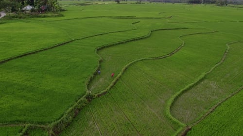 Luftaufnahme von üppigen Reisfeldern und Palmen, Indonesien.