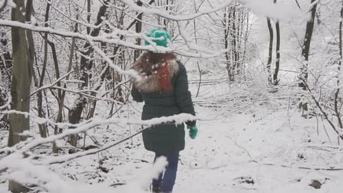 Immerse Yourself in the Peaceful and Serene Wintry Woods As you Enjoy a Winter Walk The Snowy Forest