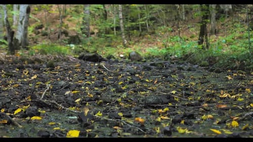 Shallow Stream On Forest - 2K