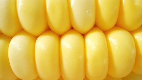 Macro video of sweetcorn showcases its golden kernels in intricate detail