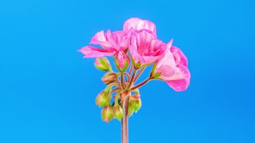 Time-Lapse of a Pink Flower Blooming on Blue