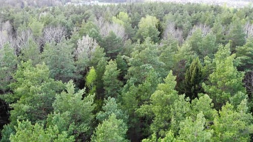Spring Green Forest