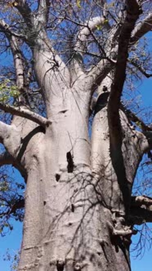 Baobab pittoresque aux chutes Victoria dans le Matabeleland, au nord du Zimbabwe.