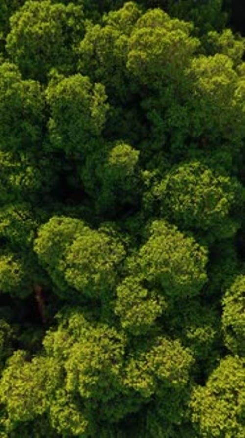 Vertical Video Aerial View Green Forest Background