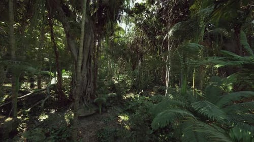 Cinematic Journey Through a Dense Tropical Jungle Forest