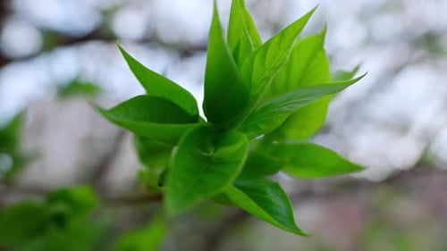 Green leaves swaying in spring garden sunlight fresh flora at nature background