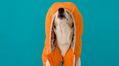 Cute Dog in Warm Clothes with Hood