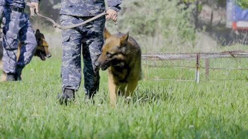 Majestic German Shepherds Walking with Handlers in Field
