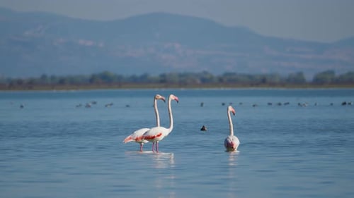 Grupo de flamingos selvagens estendendo o pescoço em águas rasas no Lago Kerkini