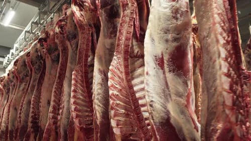 Chilling Beef Carcasses Hanging in Meat Processing Plant