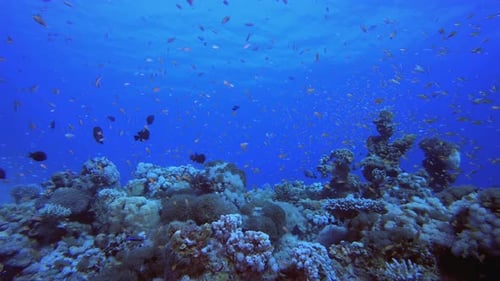 Reef Underwater Coral Garden