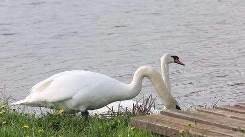 Swan On A Lake 8