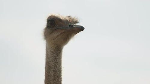 Closeup of Little Head of Male Adult Ostrich on White Background Farmzoo
