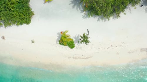 Aerial Top View on Palm Trees in Tropical Island with Turquoise Sea in Maldives