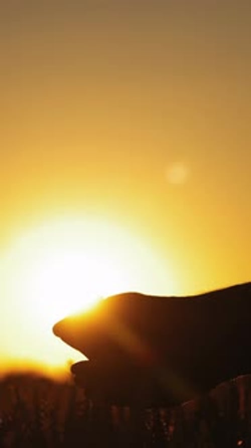 Des mains avec des graines sur fond de coucher de soleil doré.