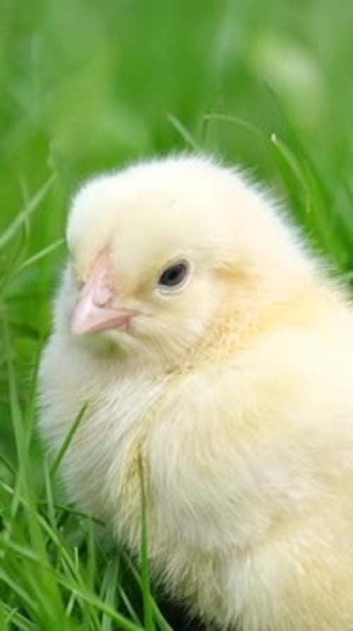 Un petit poulet jaune est assis sur l'herbe et regarde une vidéo verticale