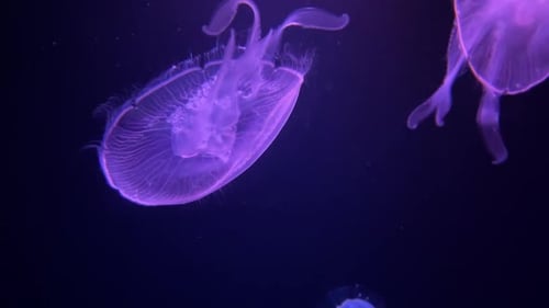 Nassau, Bahamas Circa-2021: Fish Swimming in Aquarium