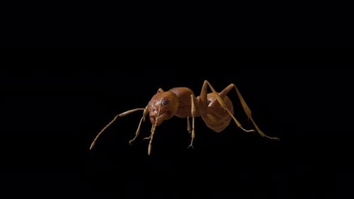 Ant 4k