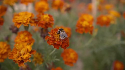 Bumblebee in orange marigold flowers, macro.