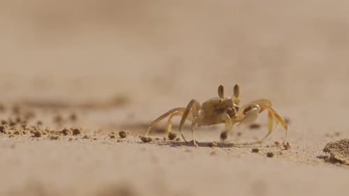 Crab Moving And Feeding On Sand