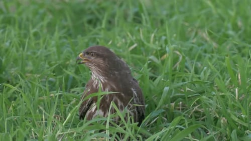 Common buzzard in grass, Judea plain, Israel
