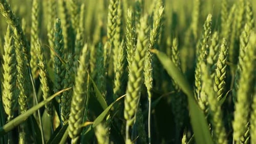 Variedad progresiva de trigo ecológicamente limpia, de alto rendimiento, campo alimenticio de cultivos en maduración