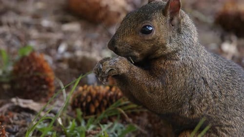 Closeup: Adorable Grey Squirrel eating nuts on defocused forest floor