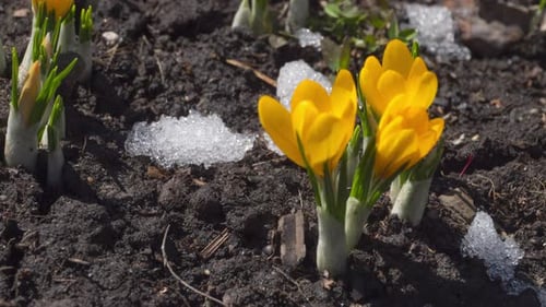 Yellow Crocuses Blooming in the Spring Sunshine