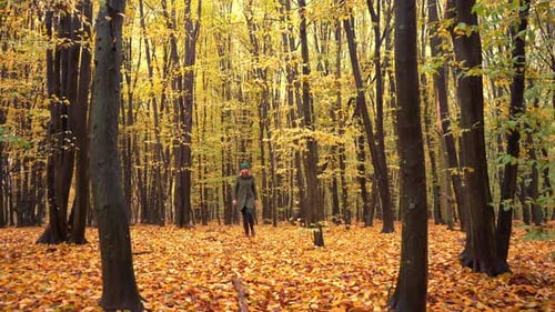 Autumn Forest Deciduous Trees in a Mixed Forest Hornbeam and Beech Yellow Leaf on a Tree A Woman
