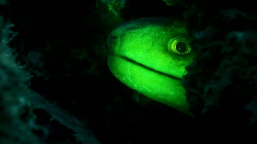 Una anguila verde fluorescente radioactiva que deja ver su cabeza mientras abre y cierra lentamente la boca und