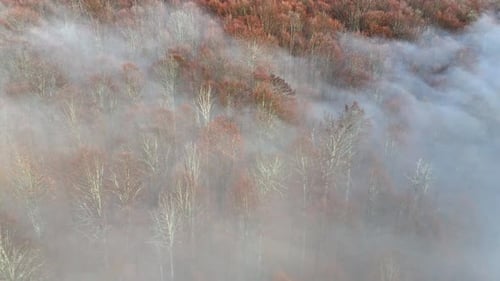 Mountain forest covered with mist. Fog in the forest. Aerial view with the forest in the mountains