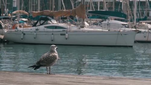 Seagull Sits on Wooden Pier at Port Vell of Barcelona Port