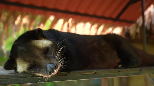Asian Palm Civet 65