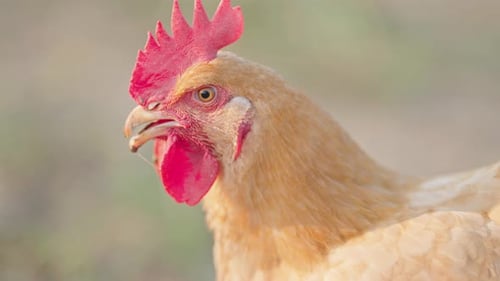 Scene of free-range chickens foraging in the countryside 14