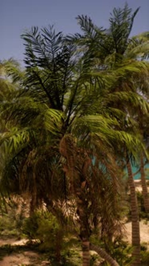 Palm Tree on Sandy Beach By Ocean