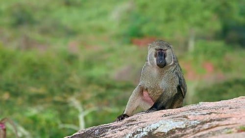 Baboon family sitting on a rock in Uganda Savannah