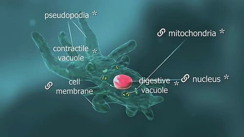 Orgánulos de ameba Proteus