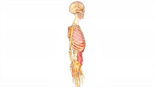 Modelo de anatomia com esqueleto e sistema vascular