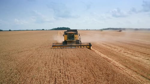 Yellow modern harvester picking crops in the field. Powerful machine approaching in wheat plantation